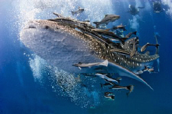 Whaleshark visit in the Gulf of Thailand by Soren Egeberg 